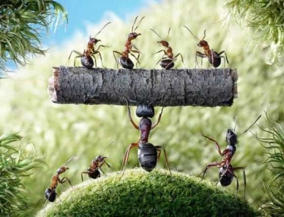 Pse milingonat ecin në kolonë? Sekreti tek feromonet