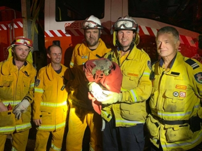 Zjarrfikësit australianë shpëtojnë dhjetëra koala të rrezikuara nga flakët përvëluese, përgëzohen në rrjet