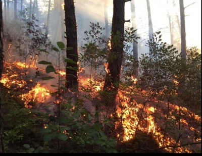 Zjarr në Gramsh, shkrumbohet 1 hektar me shkurre