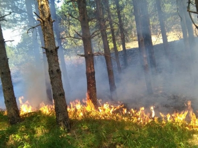 Zjarr masiv në Librazhd, era ndihmon flakët, digjen pyjet