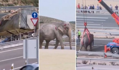 Spanjë /Kamioni cirkut vret një elefant, protestojnë aktivistët
