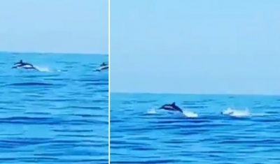 Delfinët dhurojnë spektakël në ujërat e Durrësit, ja pamjet