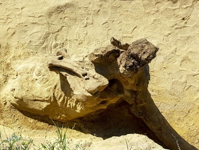 E rrallë/ Zbulohet fosili 8 milionë vjeçar, është një elefant prehistorik