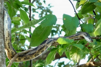 Në Burrel një gjarpër hidhet nga pema dhe pickon në kokë 53-vjeçarin
