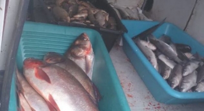 Në kushte skandaloze, bllokohet 200 kg peshk