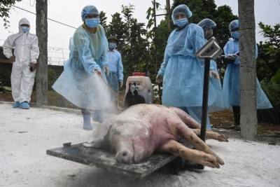 Bullgarisë i ngordhin 130 mijë derra, Borissov akuzon turistët rumunët: Ata na e sollën virusin