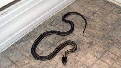 Përse mbanin ilirët gjarpër shtëpie?