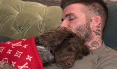 Mbulon qenin me 5.000 euro, familja Beckham sulmohet në rrjetet sociale