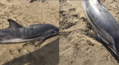 Delfini gjendet i ngordhur në bregdetin e Semanit