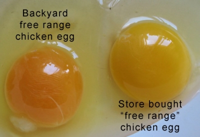 E vërteta e hidhur e vezëve që blejmë në dyqan!