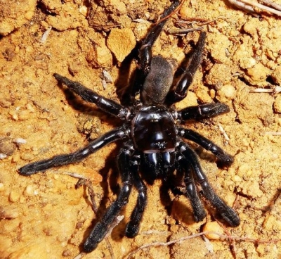 Ngordh merimanga më e vjetër në botë
