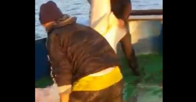 Kapet në Durrës peshkaqeni 400 kilogramësh (VIDEO)