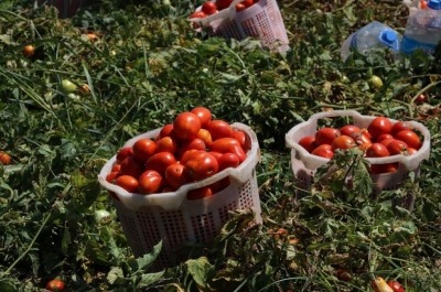 Greqia sekuestron tonelata domate me pesticide të ardhura nga Shqipëria