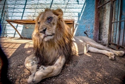 “Lëngojnë në kafaze të shkreta dhe të pista”, Daily Mail artikull “tronditës” për kopshtin zoologjik shqiptar
