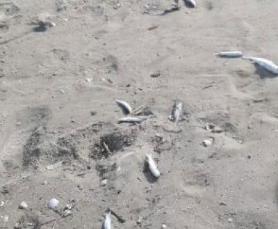 Mijëra peshq të ngordhur në breg të Karpenit, banorët: “Është hedhur helm në det!”