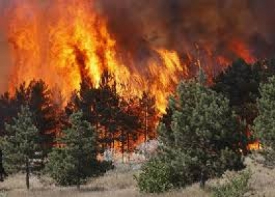 Digjen 7 hektarë pyje në Tropojë, zjarri vazhdon ende edhe sot