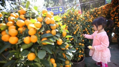 Në shenjë miqësie, Koreja e Jugut ia dhuron asaj të Veriut 200 ton mandarina