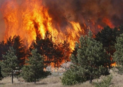 Digjen 12 hektarë sipërfaqe pyjore në Bulqizë, nuk ka ndërhyrje të zjarrfikësve