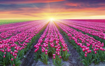 Holanda, vendi i tulipanëve