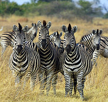 220px Zebra Botswana edit02