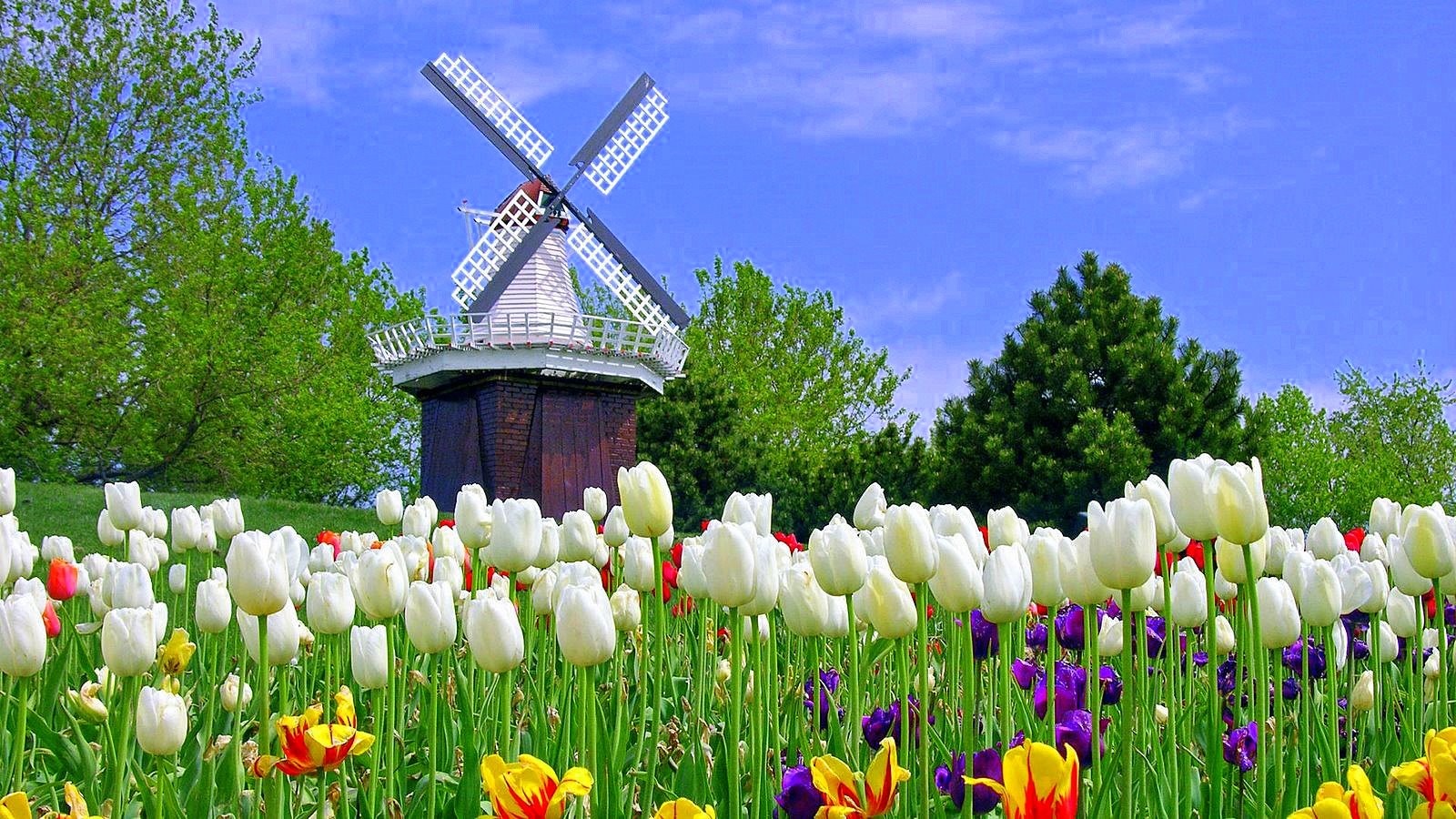 flower tulip time fresh colorful windmill grass harmony delight calmness flowers refreshing holand blue sky colors tulips europe nice summer nature wallpaper hd for mobile