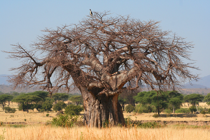 baobab ruaha flo montgomery