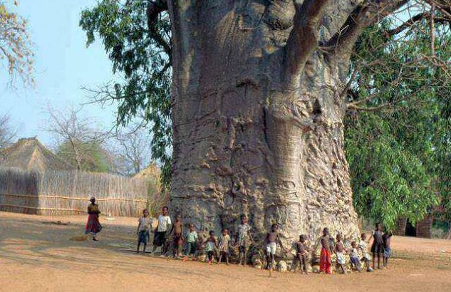 baobab tree surrounded by children