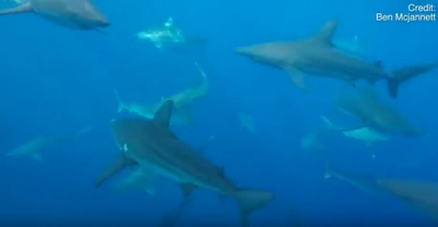 Video/ Terrorizohet peshkatari, rrethohet nga 30 peshkaqenë...