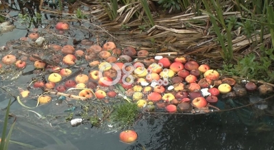 Fermerët e Devollit s&#039;kanë treg për mollët, mundi i një viti shkon në lum