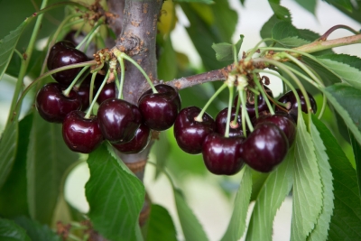 Stina e qershive/ Ja vlerat e këtij fruti çudibërës