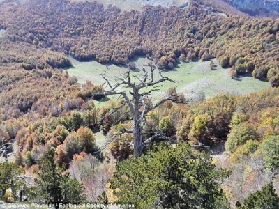 Është 1230 vjeçare, por vazhdon të rritet... pema më e vjetër në Europë