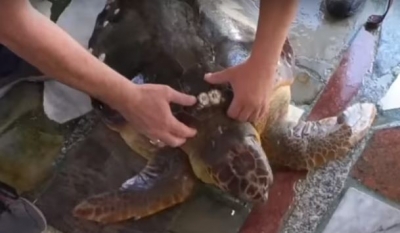 Një breshkë 45-vjeçare bie në rrjetat e peshkatarëve