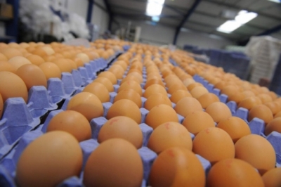 Gjermani/ Mijëra vezë tërhiqen nga tregu, normë e lartë e insekticideve