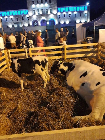 Nuk rritet prodhimi i qumështit duke sjellë lopë te universiteti