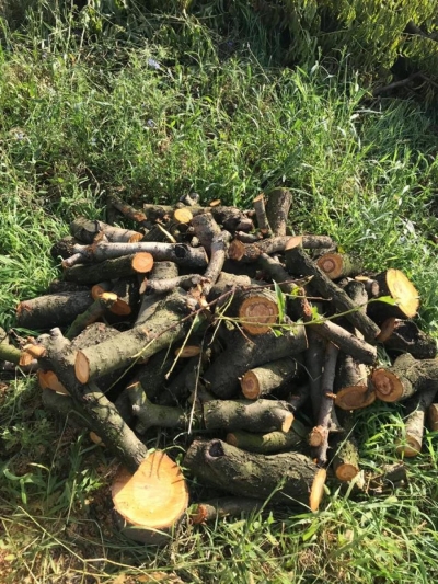 FOTO/ Të mashtruar nga Rilindja, fermerët sharrojnë drufrutorët. &#039;Narkoshtetit i intereson vetëm hashashi’