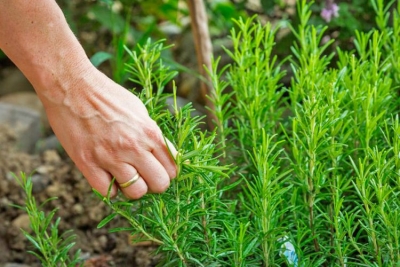 Bimët mjekësore që pastrojnë stomakun dhe pankreasin – Si t’i përdorni