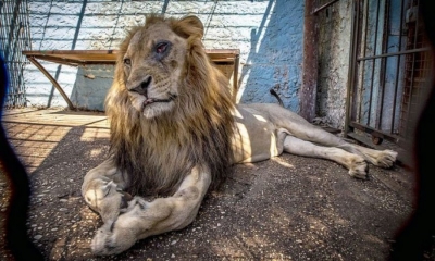 Policia dhe veterinerët hyjnë me forcë në kopshtin zoologjik në Fier