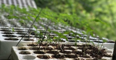 Iu gjetën 170 fidanë kanabisi, pranga të riut nga Puka