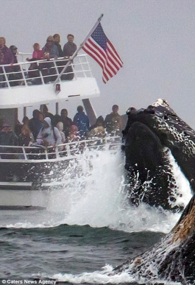 FOTOT/ Një pamje e papërsëritshme, balena 40 tonëshe del në sipërfaqe