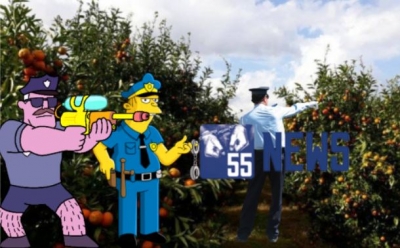 Policia aksion ‘antimandarinash’, u shkul 250 rrënjë mandarina fermerëve të Konispolit ,1300euro dëm