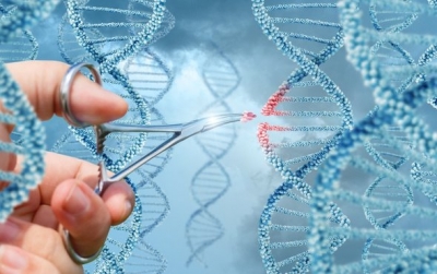 Japonia vendosi të lejojë modifikimin e gjeneve në embrionet njerëzore