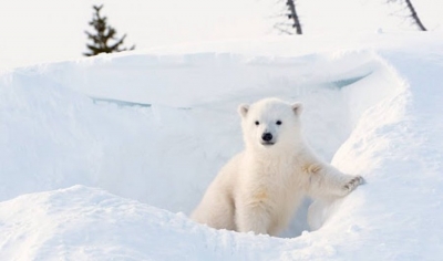 Ariu polar sulmon një turist në ishullin norvegjez