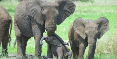 E dini pse elefantët kanë të çara në lëkurën e tyre?