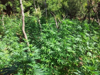 Kultivimi i kanabisit ‘on top’, pas Përmetit parcela me drogë edhe në Gjirokastër