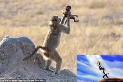 Majmuni mban të voglin e saj, si në skenën e filmit “The Lion King”
