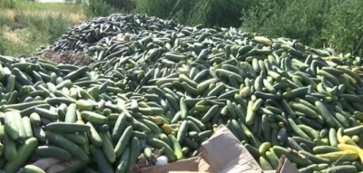 (video) Fermeri nga Fieri hedh kastravecat, nuk ka treg për t&#039;i shitur