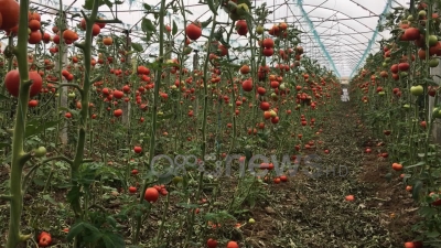 Dimri rrit çmimet e perimeve, domatja që hidhej në tetor shkon 40 lekë në sera