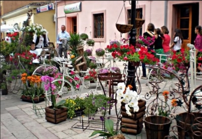 Shkodra lulëzon për festën e luleve