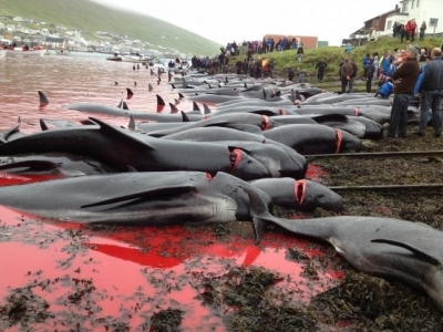 Japonia masakron qindra balena
