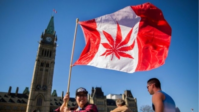 Kanadaja legalizon kanabisin, e dyta pas Uruguajit
